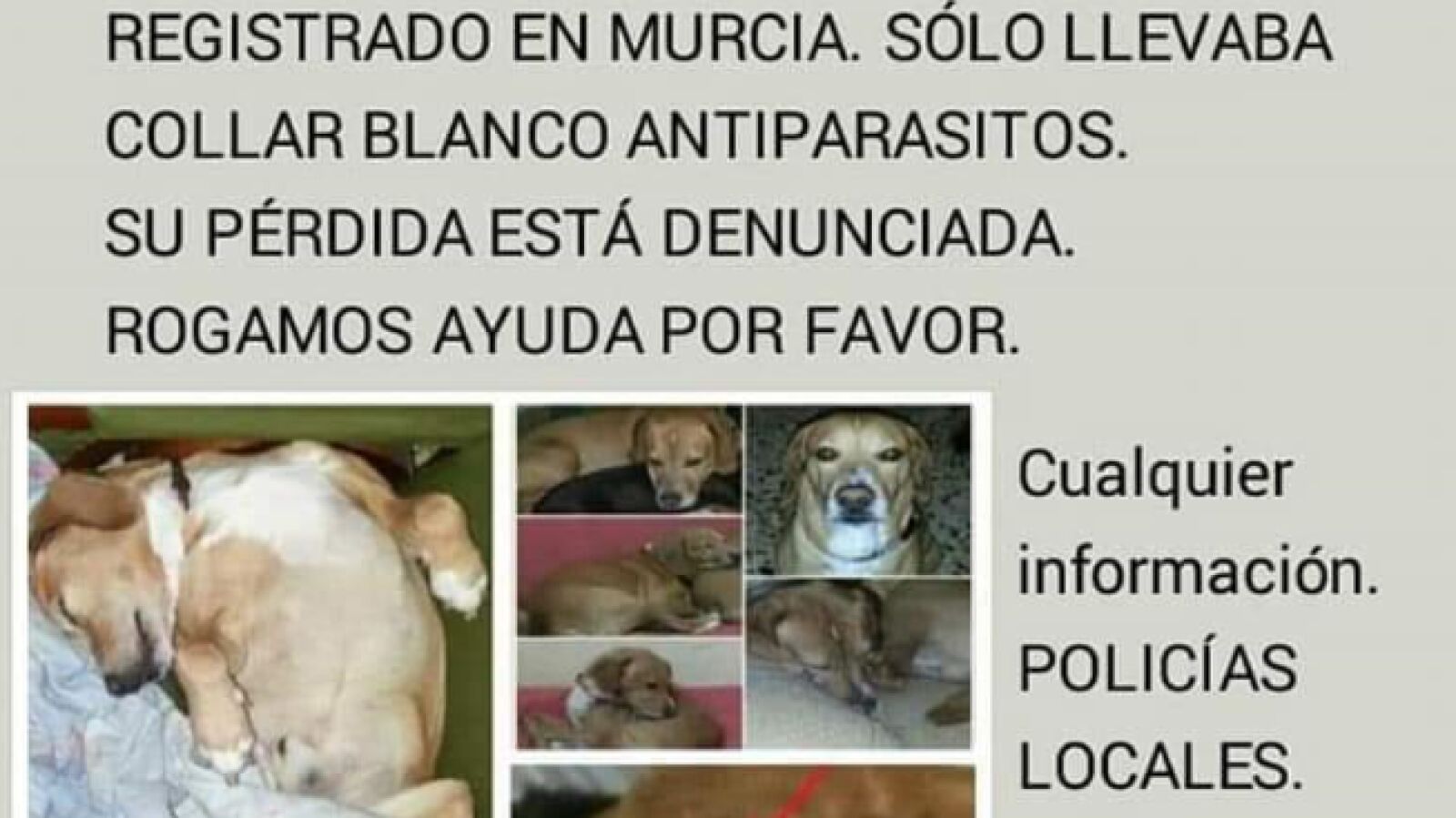 Recompensa de 3.000 euros a quien encuentre a 'Golfo', un perro desaparecido en Moratalla