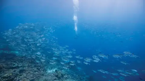 Buceo Buceo