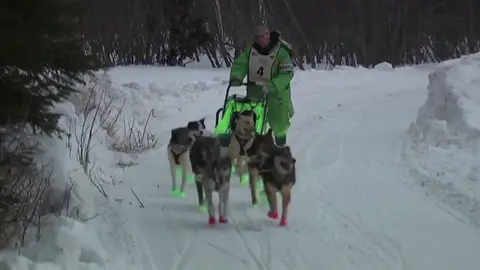 perros perros