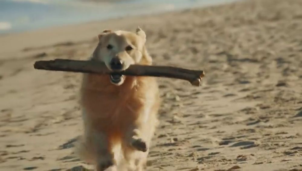 Paga un anuncio de 6 millones en la Super Bowl como agradecimiento a los veterinarios que salvaron a su perro