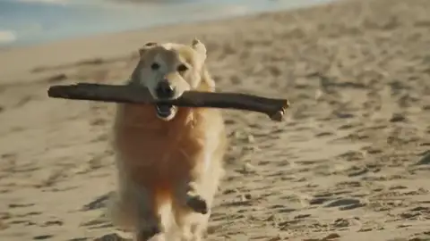 Paga un anuncio de 6 millones en la Super Bowl como agradecimiento a los veterinarios que salvaron a su perro Paga un anuncio de 6 millones en la Super Bowl como agradecimiento a los veterinarios que salvaron a su perro