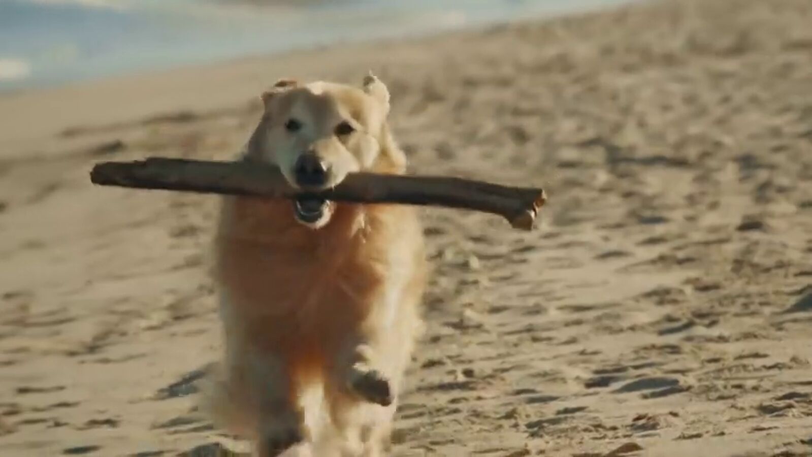 Paga un anuncio de 6 millones en la Super Bowl como agradecimiento a los veterinarios que salvaron a su perro