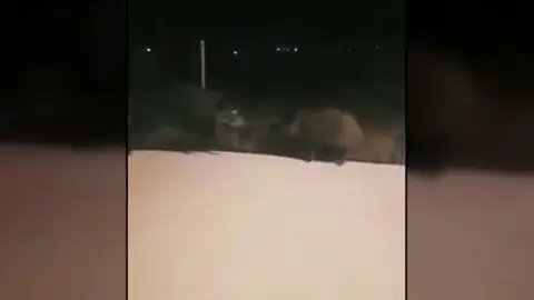 Una piara de jabalíes sorprende a los vecinos de Castellón Una piara de jabalíes sorprende a los vecinos de Castellón