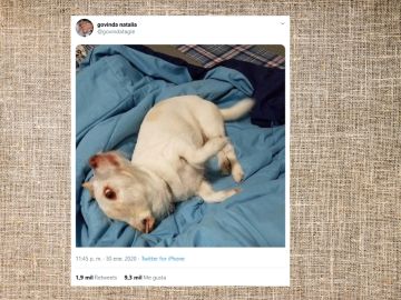Pantallazo del twitter de @govindatagle Pantallazo del twitter de @govindatagle