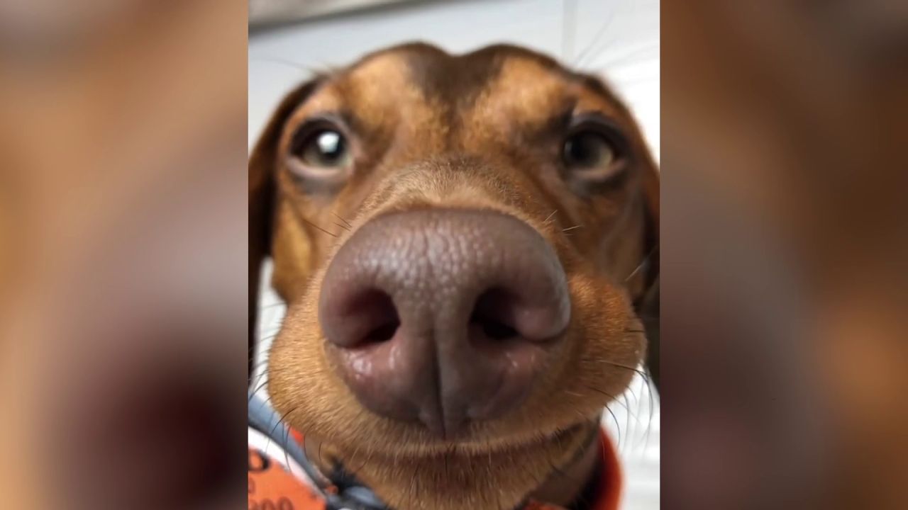 VÍDEO Un perro salchicha en miniatura se vuelve viral por