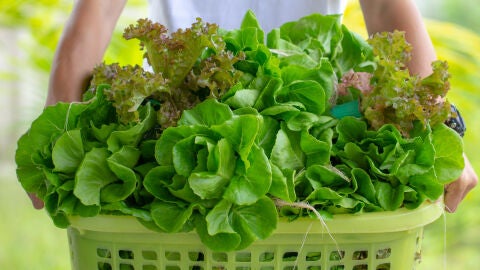 Lechuga