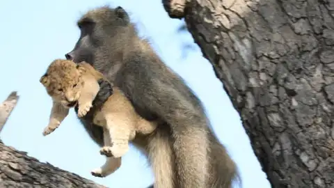 Babuino rapta a un cachorro de León Parque Nacional de Kruger, en Sudáfrica
