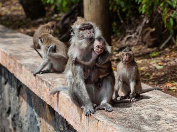Monos