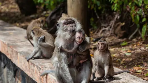 Monos Monos