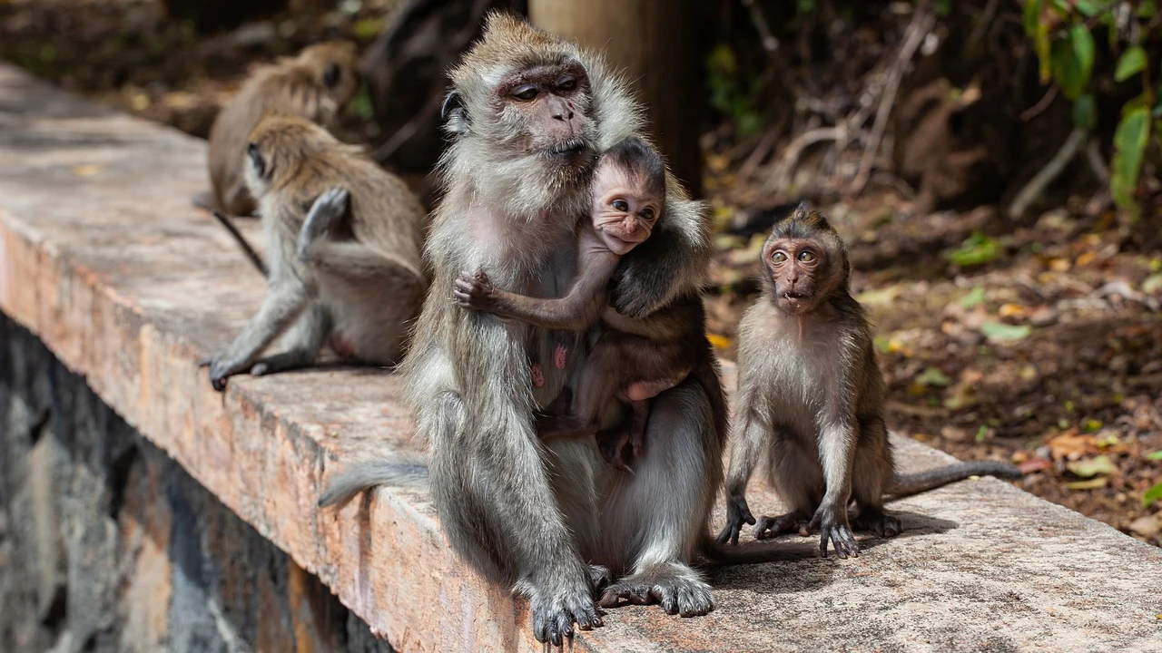 Monos