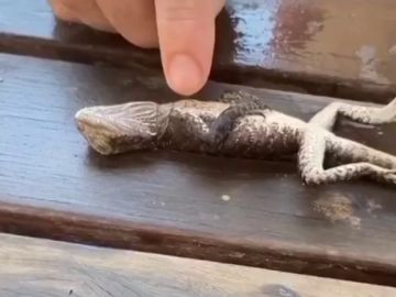 Un bombero australiano salva la vida a un lagarto realizándole la reanimación cardiopulmonar