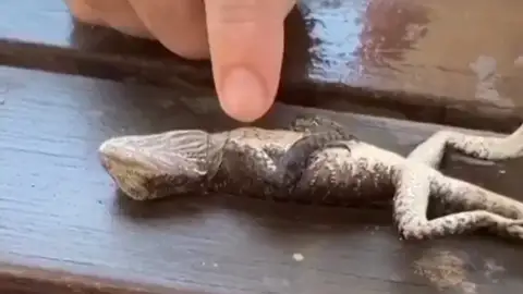 Un bombero australiano salva la vida a un lagarto realizándole la reanimación cardiopulmonar Un bombero australiano salva la vida a un lagarto realizándole la reanimación cardiopulmonar