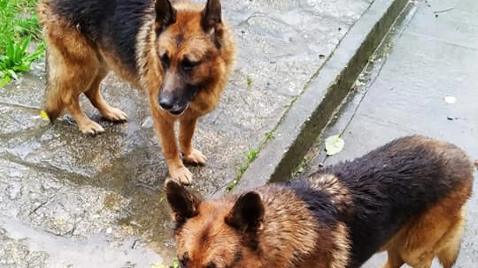 Pastores alemanes Pastores alemanes