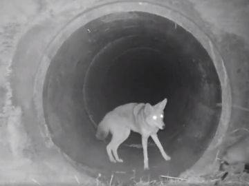 Un coyote y un tejón captados juntos en California