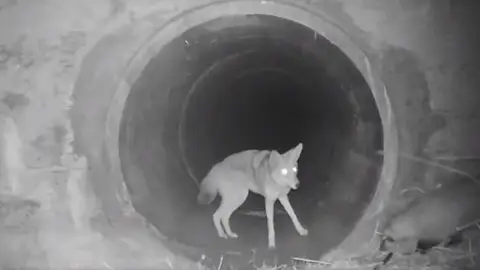 Un coyote y un tejón captados juntos en California Un coyote y un tejón captados juntos en California