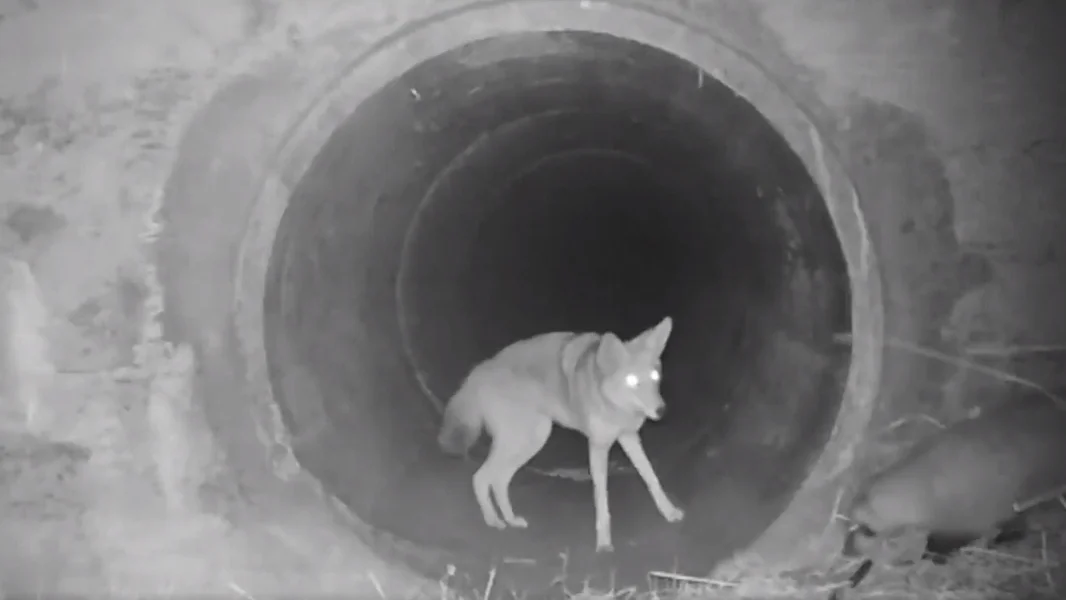 Un coyote y un tej&oacute;n captados juntos en California