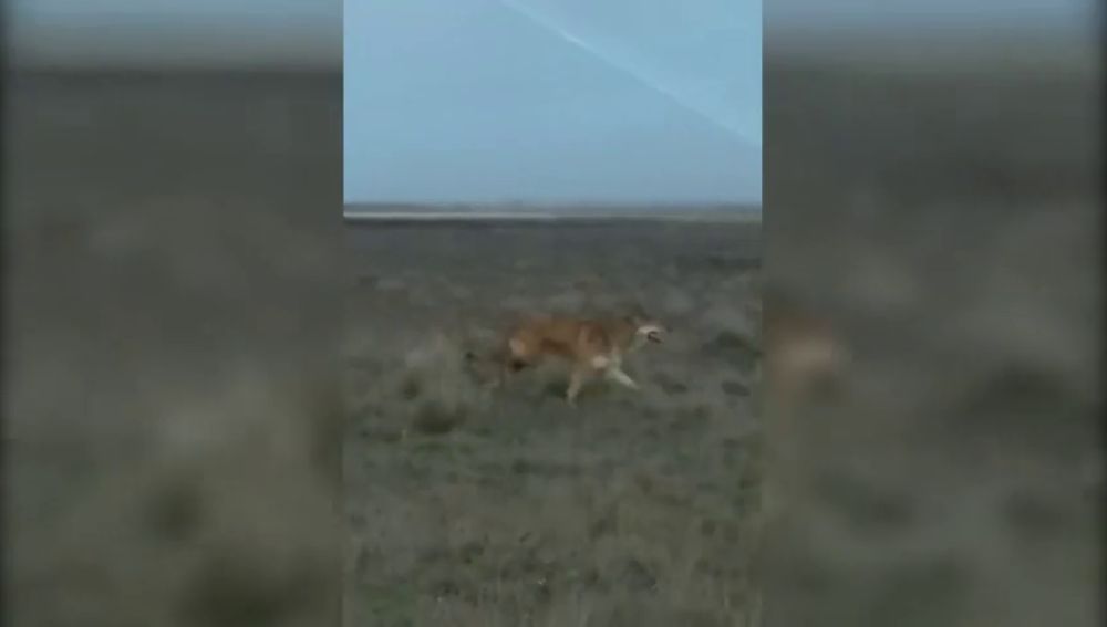 Un lobo aterroriza a los vecinos de Banuncias, en León