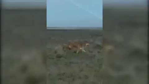 Un lobo aterroriza a los vecinos de Banuncias, en León Un lobo aterroriza a los vecinos de Banuncias, en León