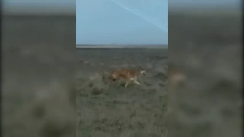 Un lobo aterroriza a los vecinos de Banuncias, en León Un lobo aterroriza a los vecinos de Banuncias, en León
