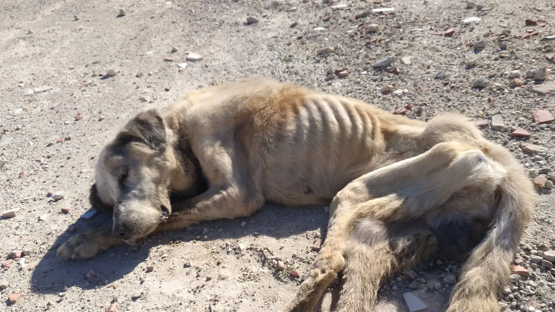 Ragnar, el mastín encontrado abandonado y moribundo en febrero de 2020 en Elche. Ragnar, el mastín encontrado abandonado y moribundo en febrero de 2020 en Elche.