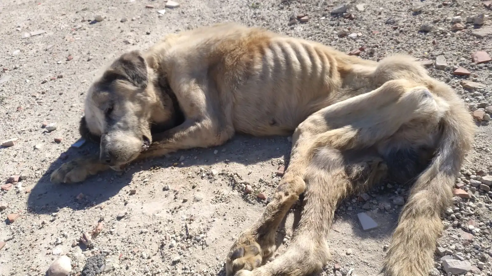 Ragnar, el mast&iacute;n encontrado abandonado y moribundo en febrero de 2020 en Elche.