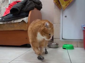 animales con prótesis