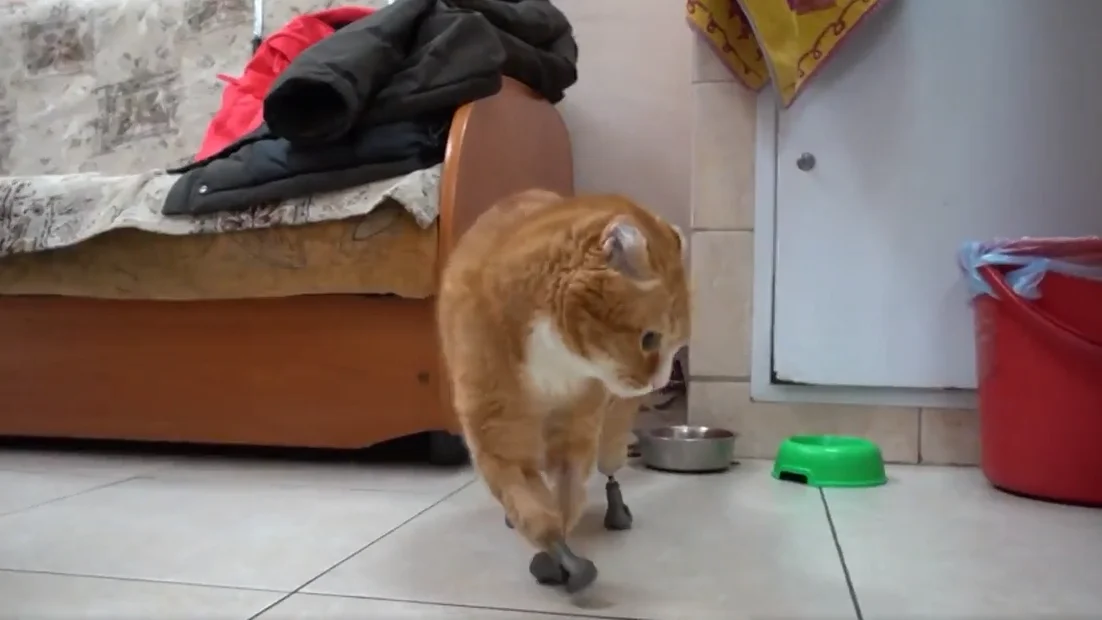 animales con pr&oacute;tesis