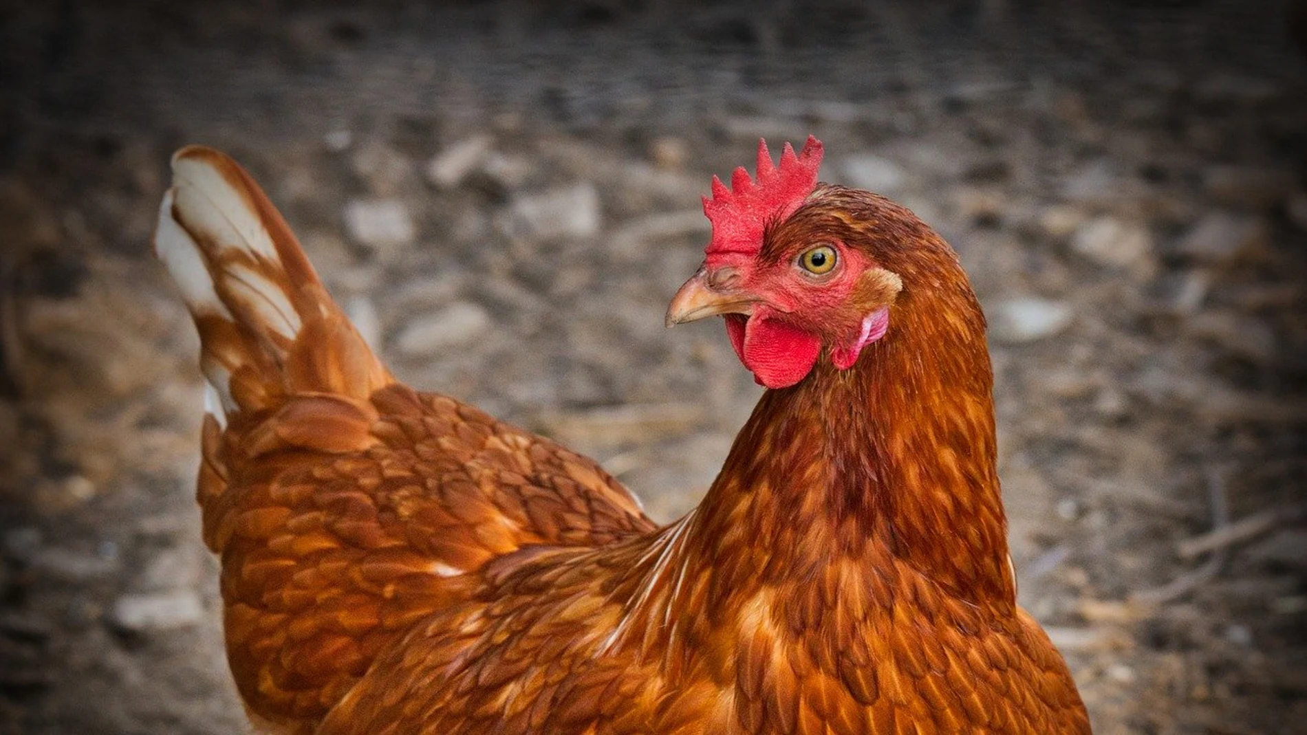 Gallina Gallina