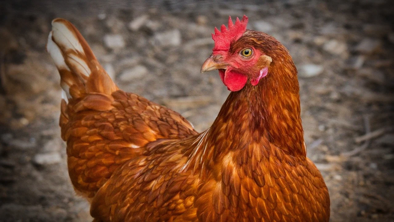 Gallina Gallina