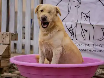 Uno de los perros que podría ser desalojado Uno de los perros que podría ser desalojado