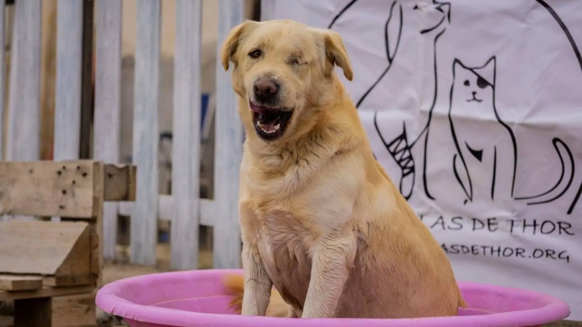 Uno de los perros que podría ser desalojado Uno de los perros que podría ser desalojado