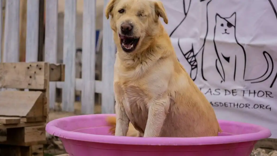 Uno de los perros que podría ser desalojado Uno de los perros que podría ser desalojado