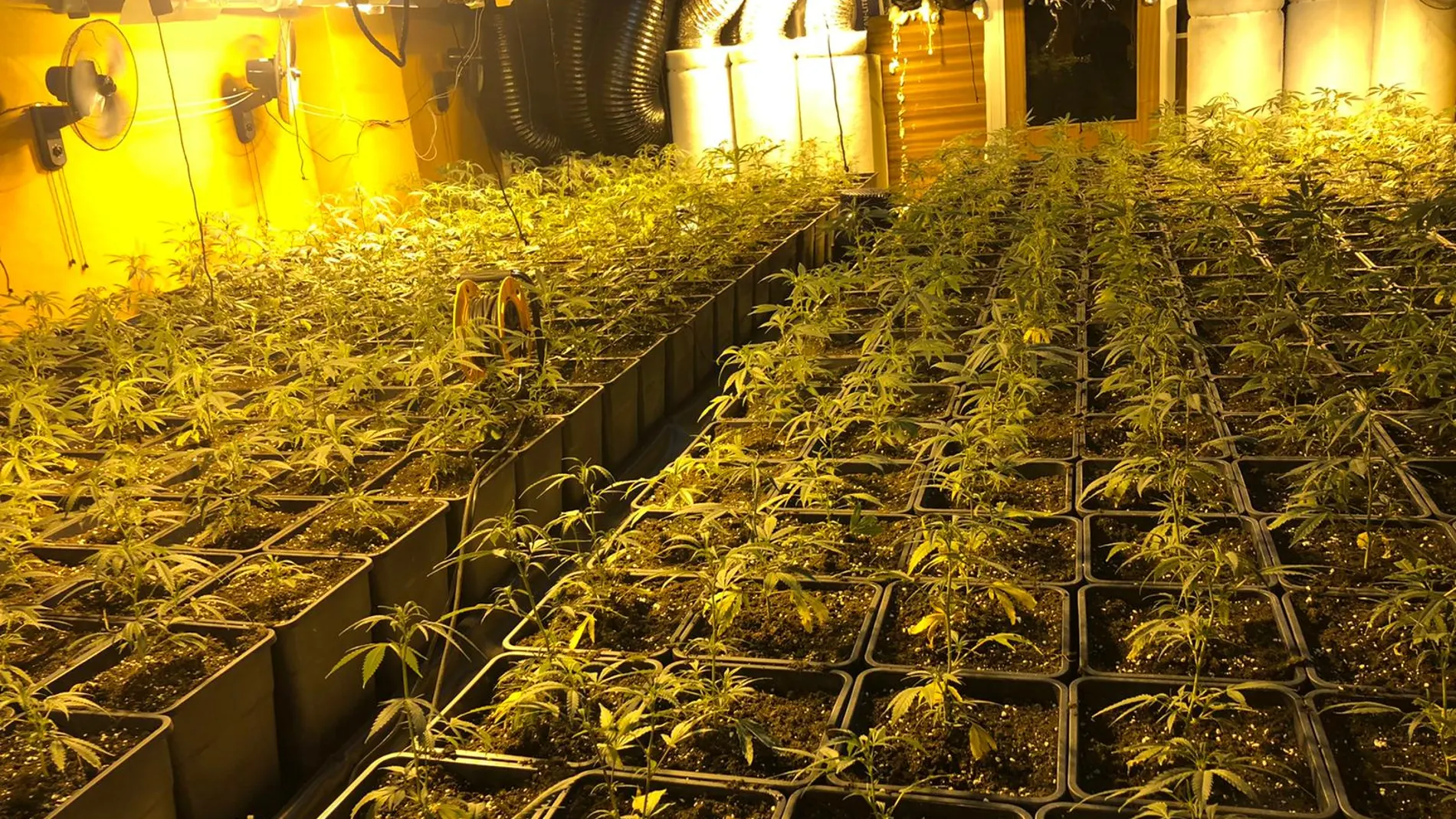Detenidas tres personas tras desmantelar una plantación de marihuana en Esplugues de Llobregat Detenidas tres personas tras desmantelar una plantación de marihuana en Esplugues de Llobregat