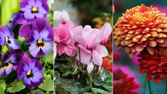 13 flores de invierno HOGARMANIA