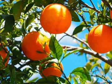 Un naranjo repleto de naranjas