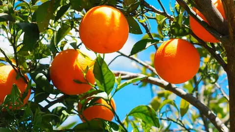 Un naranjo repleto de naranjas Imagen de archivo de naranjas.