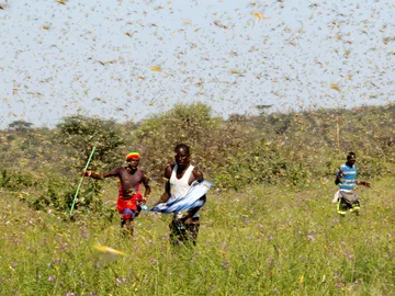 Plaga de langostas en el Cuerno de África. Plaga de langostas en el Cuerno de África.