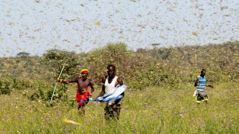 Plaga de langostas en el Cuerno de África. Plaga de langostas en el Cuerno de África