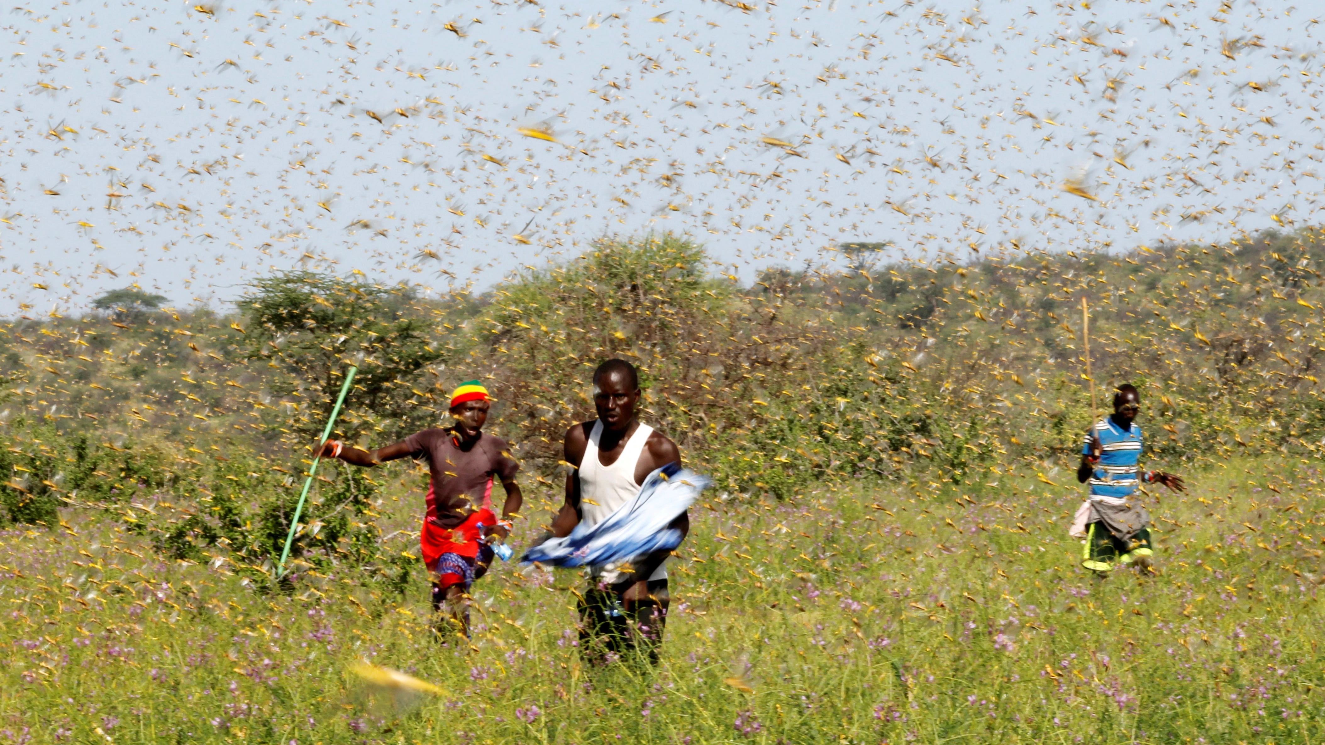 Plaga de langostas en el Cuerno de &Aacute;frica