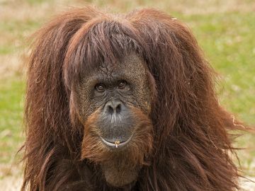 Foto de Archivo de un orangután Foto de Archivo de un orangután