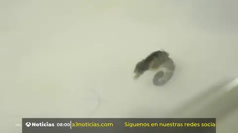 caballito caballito