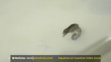 Microcirugía para salvar a un caballito de mar tras ser padre