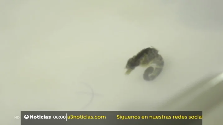 caballito caballito