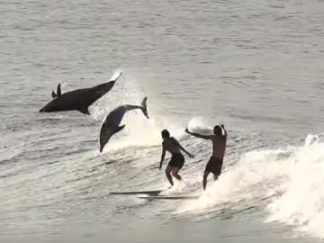 Surfistas junto a delfines