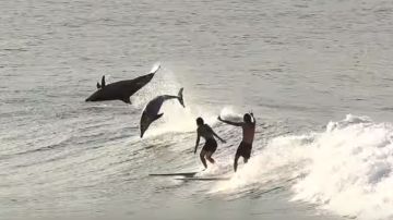 Surfistas junto a delfines