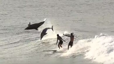 El inverosímil vídeo de unos surfistas surfeando junto a delfines: 