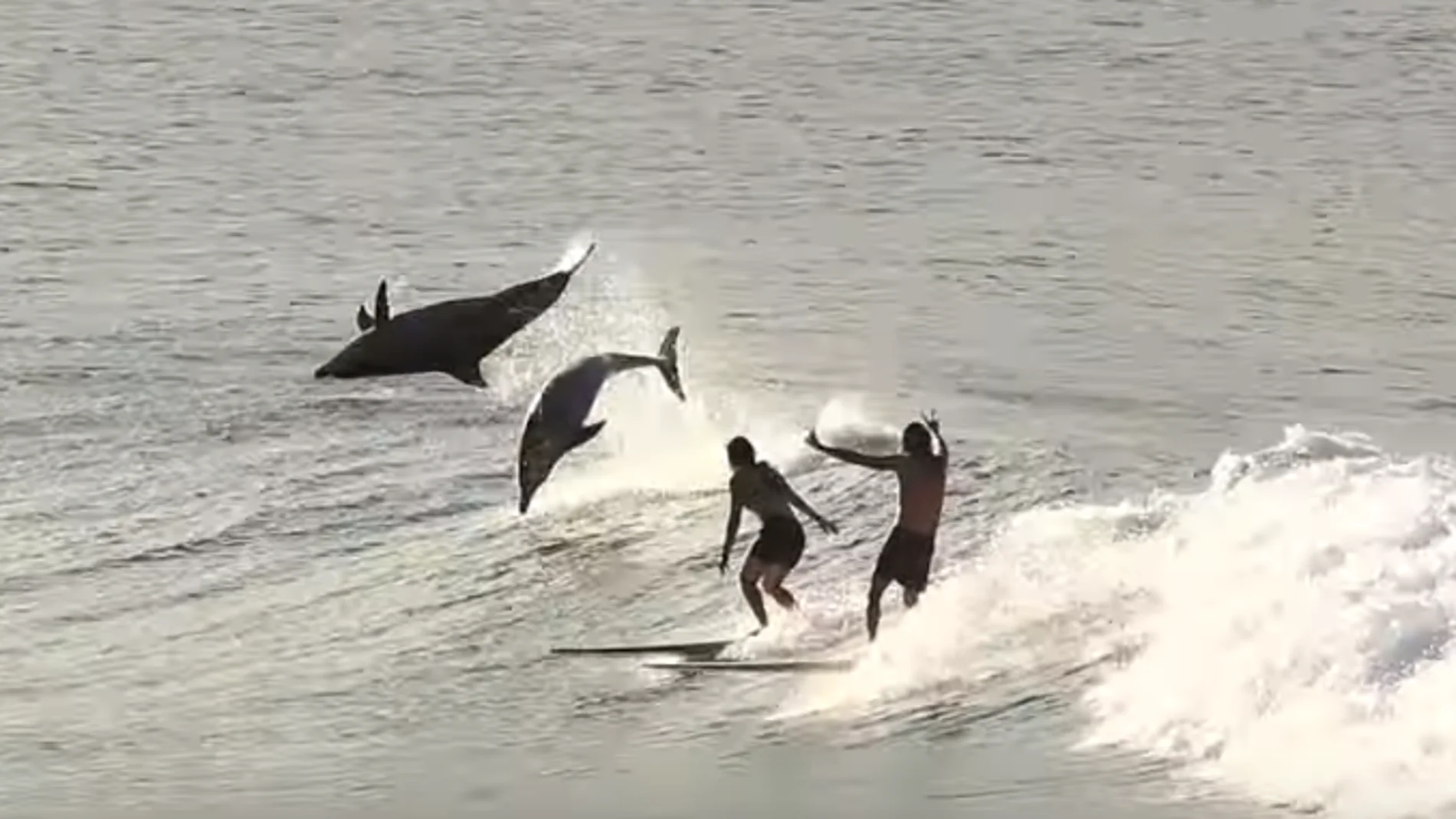 Surfistas junto a delfines Surfistas junto a delfines