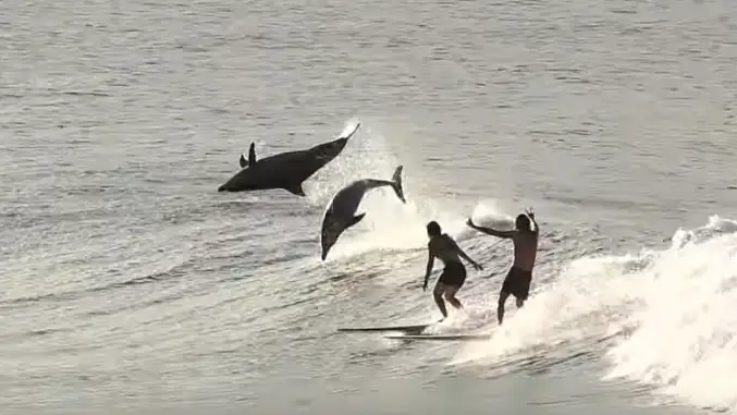 Surfistas junto a delfines Surfistas junto a delfines
