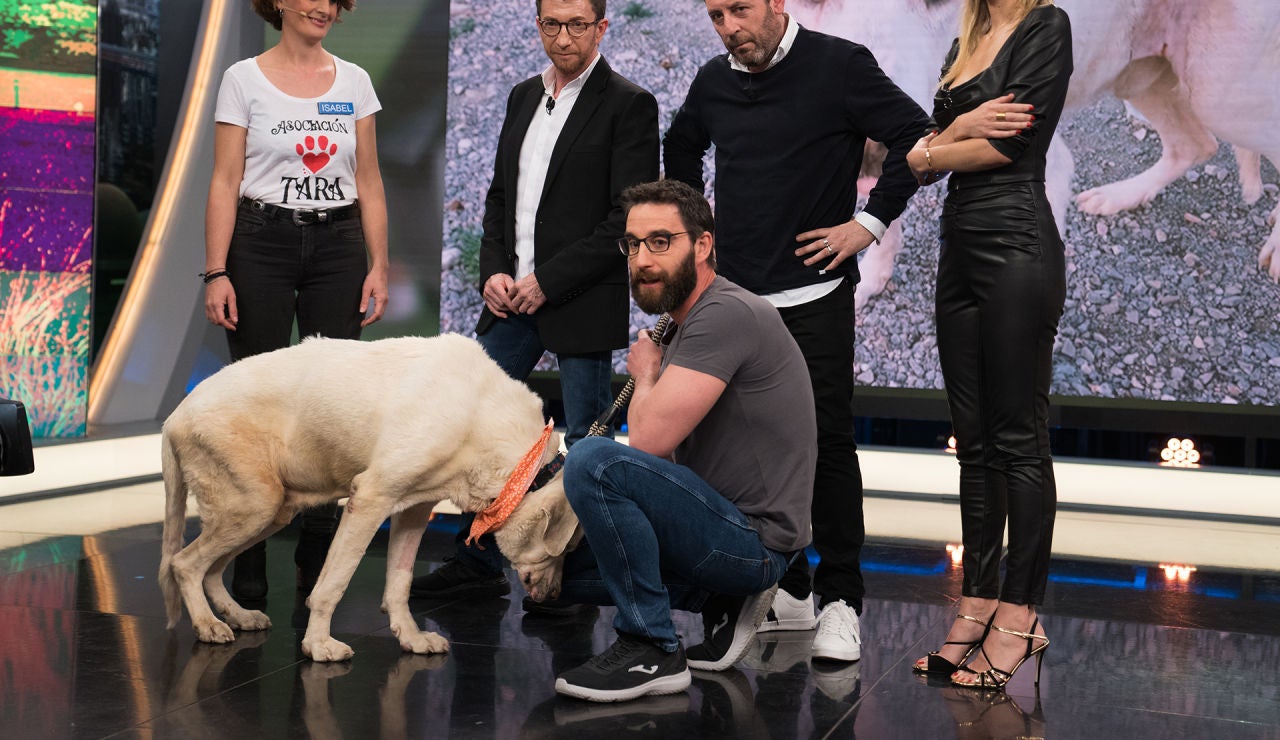 ¿Te gustaría adoptar a Titán, un noble mastín que fue herido de muerte?