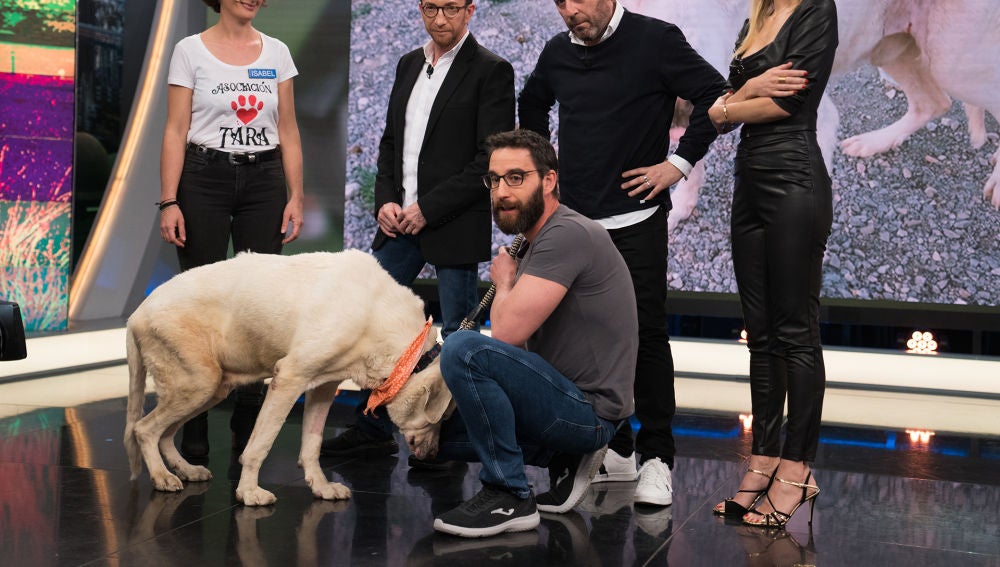 ¿Te gustaría adoptar a Titán, un noble mastín que fue herido de muerte?